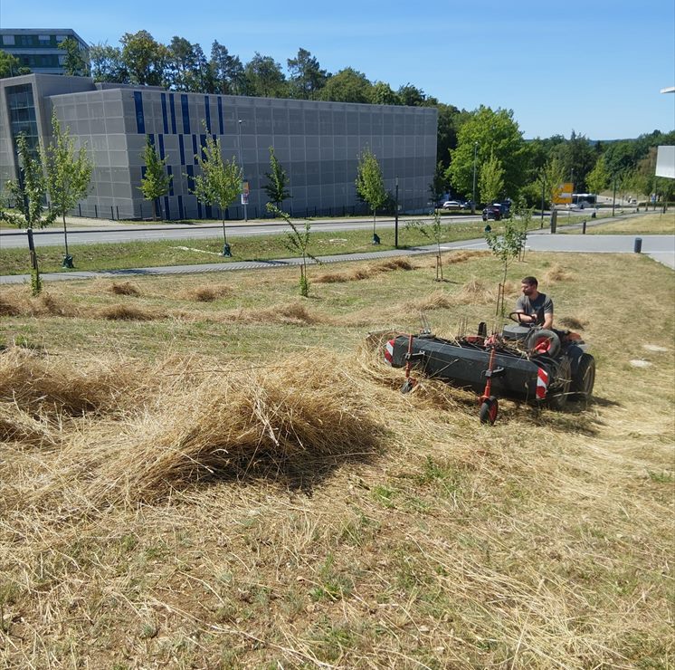 Extensive Wiesenpflege